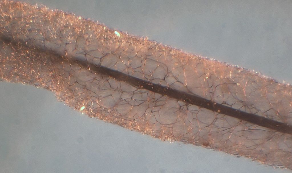 Stemonitis? Stemonitopsis?